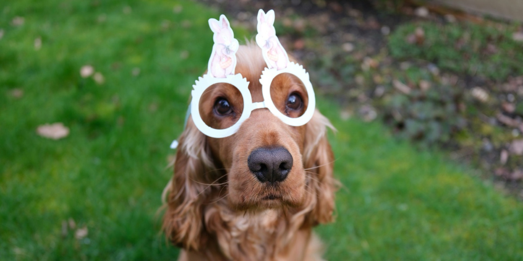 A spaniel wearing silly glasses with bunny ears