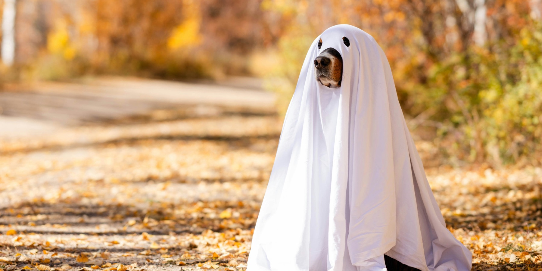 A dog dressed as a ghost in a white sheet, sitting on a path covered in autumn leaves