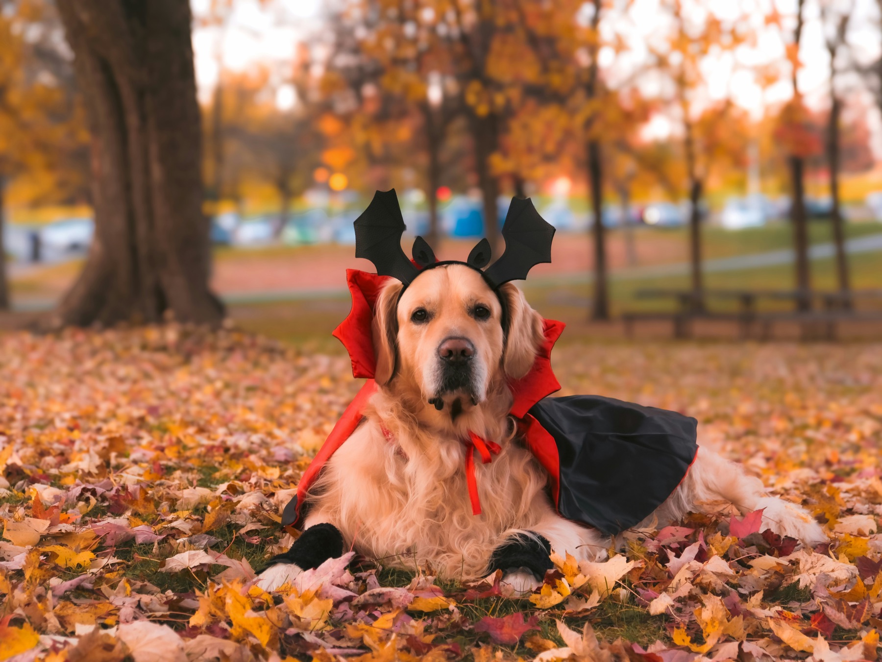 A golden retriever in a vampire cape and bat-wing headband, lying in autumn leaves